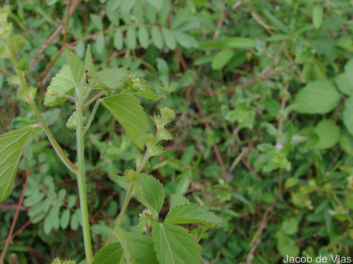 Acalypha lanceolata Willd.